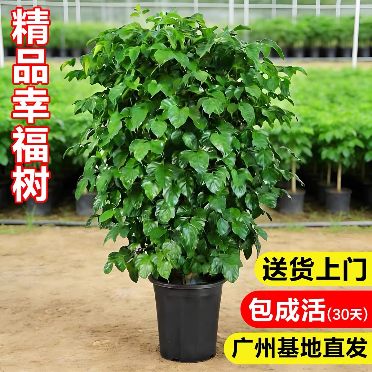 幸福树客厅大盆栽新家净化空气发财树办公室内四季常青好养绿植物