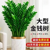 金钱树盆栽室内植物钱串子办公室客厅发财绿植花卉四季 常青装 饰品