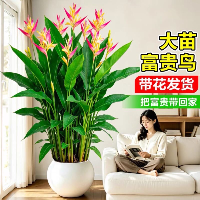鹤望兰富贵鸟客厅大型植物盆栽绿植造型老桩办公室摆件乔迁新居