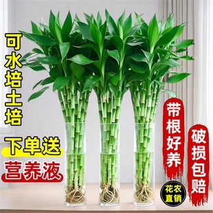 带根富贵竹水培植物水养水竹客厅室内发财招财盆栽绿萝绿植鲜花卉