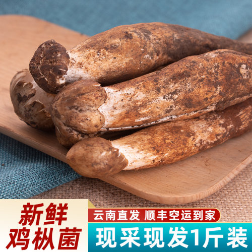 新鲜鸡枞菌500g云南特产野生鸡纵