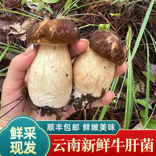 新鲜牛肝菌见手青野生菌菌菇火锅