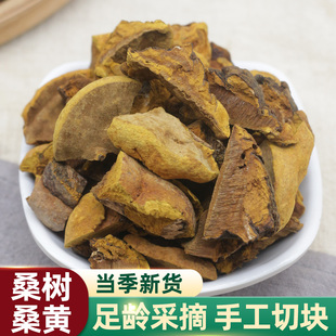 西藏养生干料煲汤食材桑树桑黄切片250g灵芝菌野生菌中药材泡茶水