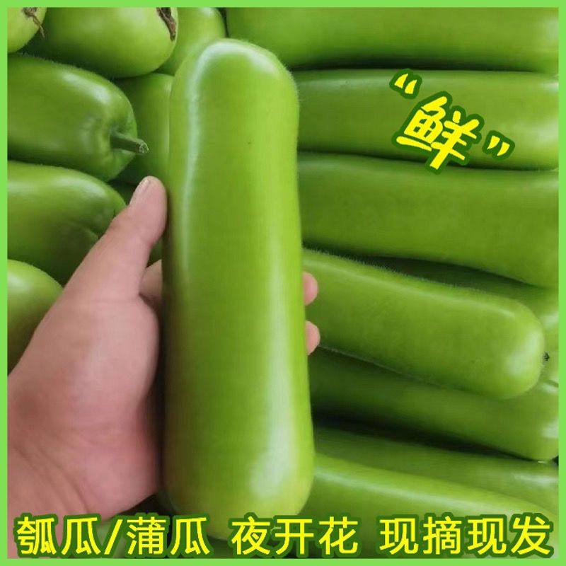 新鲜瓠子福建蔬菜蒲瓜胡瓜瓠瓜夜开花1/3/5斤农家现摘丝瓜非黄瓜
