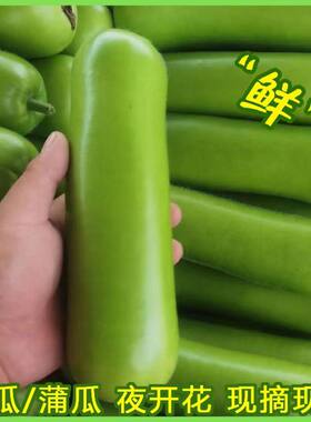 新鲜瓠子福建蔬菜蒲瓜胡瓜瓠瓜夜开花1/3/5斤农家现摘丝瓜非黄瓜