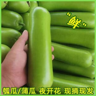新鲜瓠子福建蔬菜蒲瓜胡瓜瓠瓜夜开花1/3/5斤农家现摘丝瓜非黄瓜