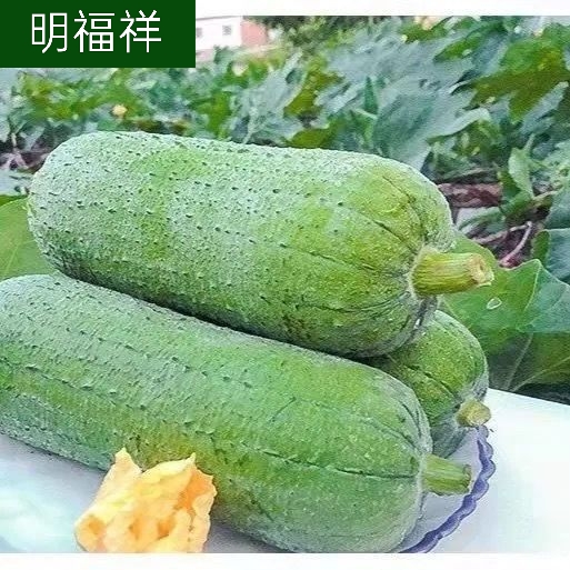 丝瓜新鲜短棒肉丝绿丝瓜圆丝瓜棒丝瓜福建农家自种现摘现发1/3/5