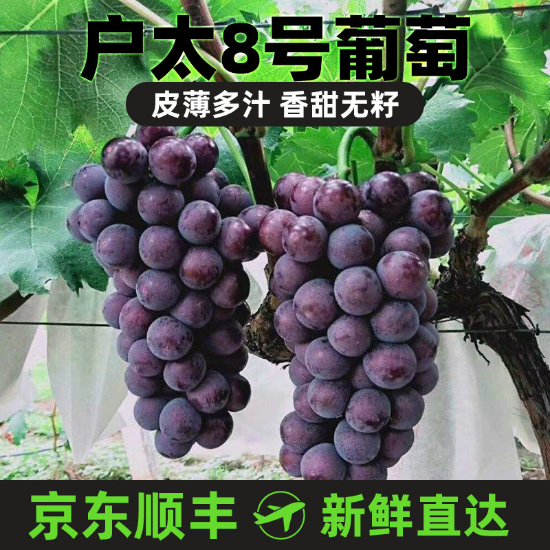 包邮5斤 陕西当季新鲜水果正宗户太八号葡萄西安户县特产沪太8号