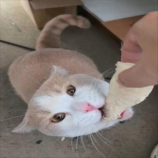 博贝冻干鸡胸肉干猫咪狗狗零食宠物猫粮幼猫发腮增肥补钙大包500g