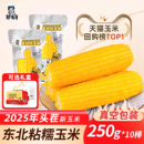 2025新鲜东北真空包装 黏玉米棒黄糯苞米现摘甜粒粘早餐非即食礼盒