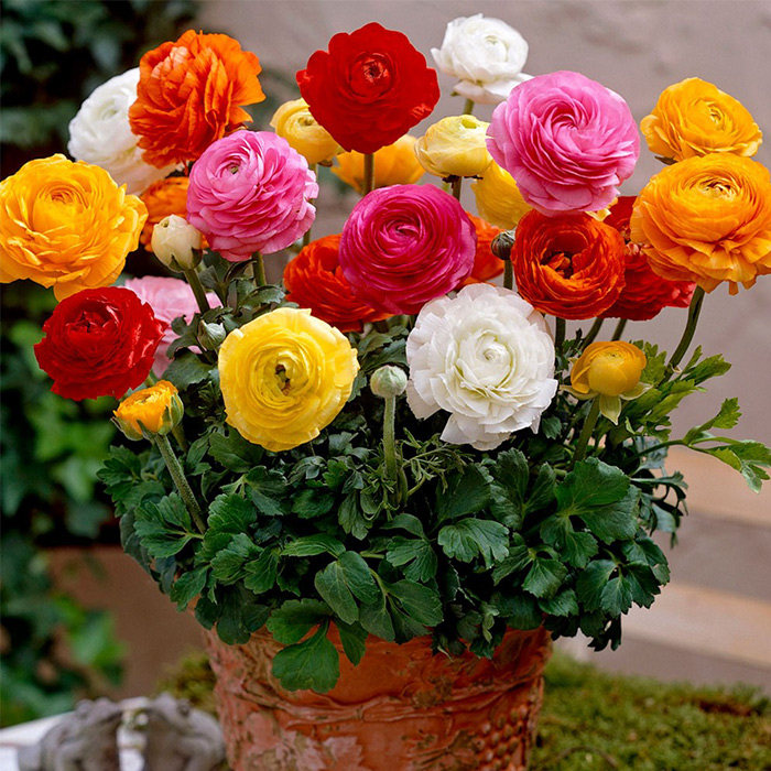 花毛茛种球四季易种耐寒花种子室内观察植物盆栽洋牡丹芹叶花球根 一个亿种业 淘优券