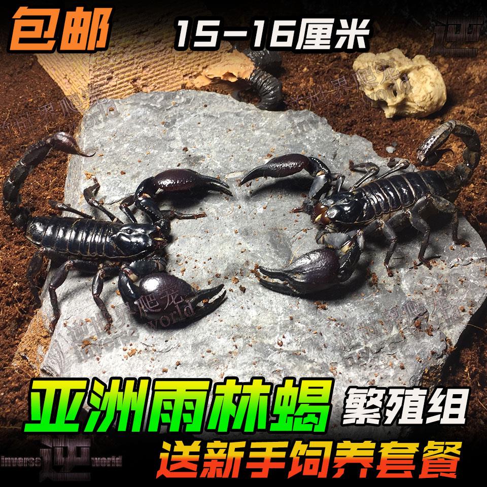 蝎子宠物冷门黑小另类小巧公母萌宠细尖幼体饲养全蝎爬虫粗尾爬宠