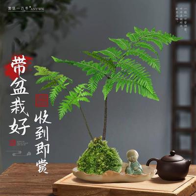 红磷蕨苔藓球水培一叶蕨类植物盆栽室内中式禅意盆景老桩观叶绿植
