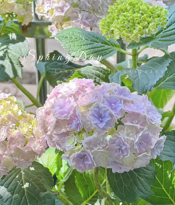 稀有进口雪球绣球盆栽白色天使银河新娘多年生易活好养花期庭院阳