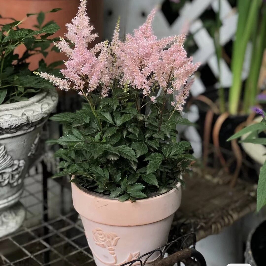 落新妇带花带花苞发货好养易四季