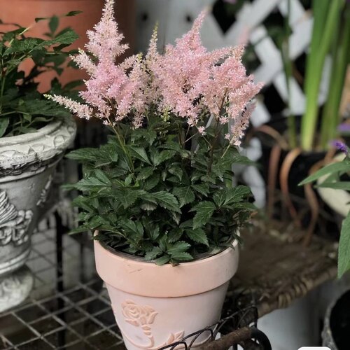 落新妇带花带花苞发货好养易四季