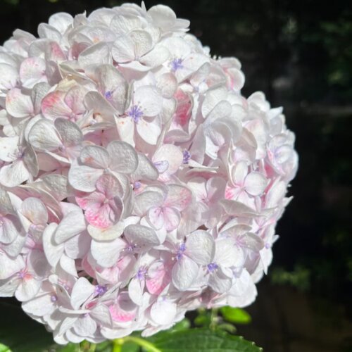 莫奈寿夫人银河绣球稀有进口盆栽