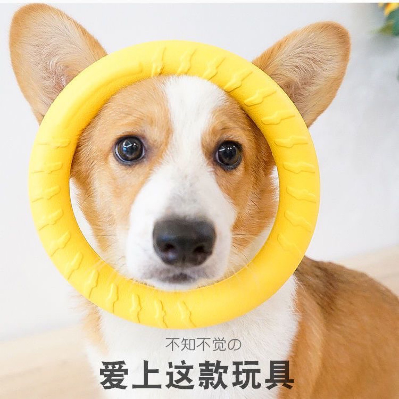 狗狗飞盘自嗨解闷啃咬玩具花生解闷磨牙耐咬柯基泰迪犬小型犬