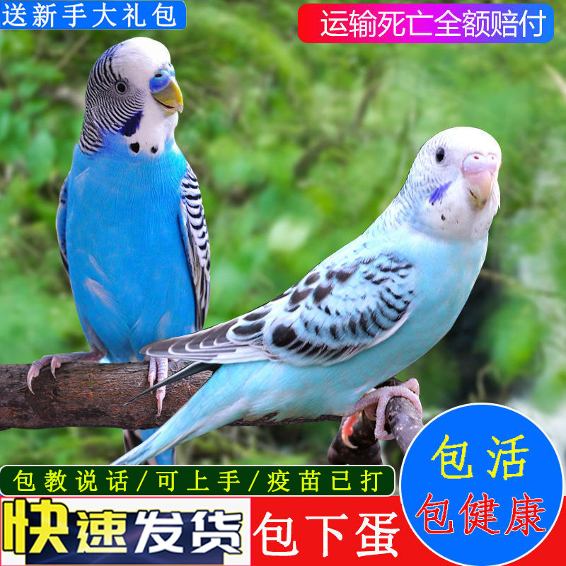 鹦鹉活鸟宠物鸟颜色鲜艳鹦鹉虎皮鹦鹉云斑鹦鹉手养小鸟会说话的鸟