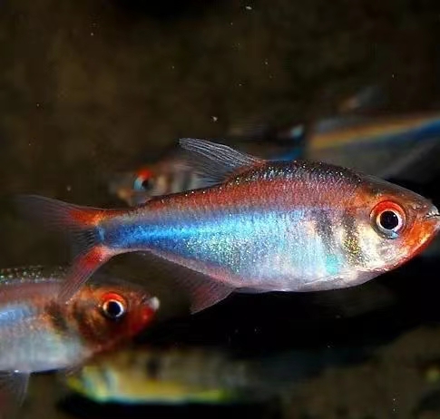 蓝钻红梅鱼高端灯科鱼小型热带观赏鱼活体宠物鱼特价包邮