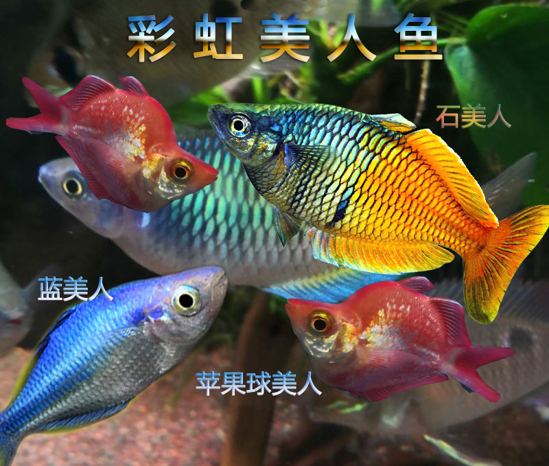 热带观赏鱼石美人中型彩虹鱼蓝美人活体淡水鱼草缸群游鱼灯鱼包邮
