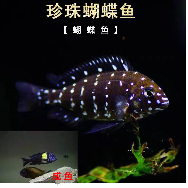 珍珠蝴蝶三胡慈鲷鱼坦鲷鱼萨伊蓝布隆迪活体观赏鱼淡水鱼