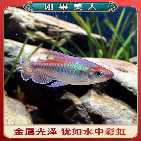 刚果美人鱼淡水草缸群游鱼热带观赏鱼扯旗鱼蓝刚果美人小型鱼活体