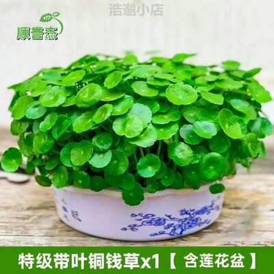 水培植栽植绿植养招财园艺花草花卉盆景碗莲卧}办公室四季金钱草