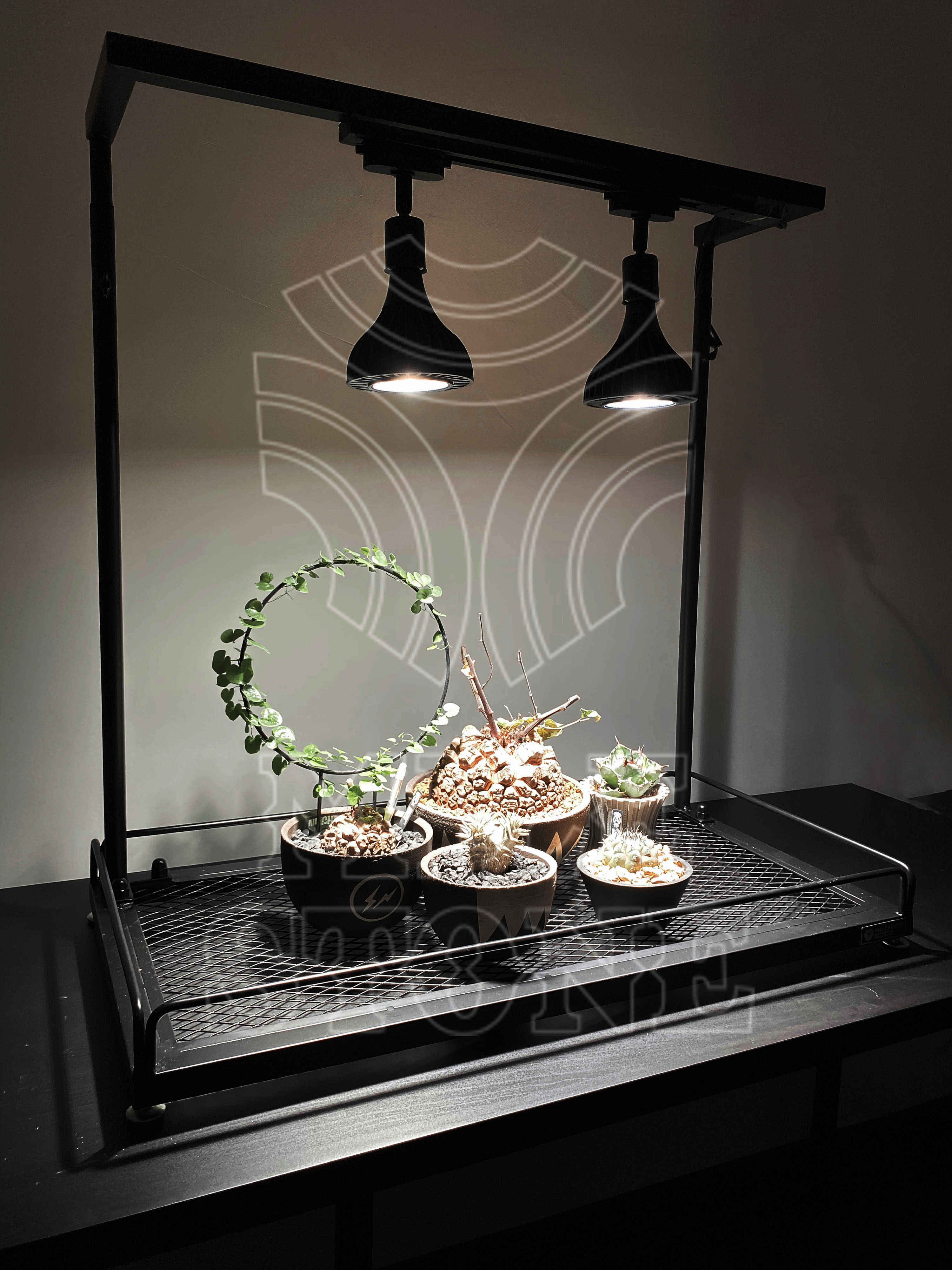 milestone 日式块根植物架桌面绿植爬藤盆栽潮流摆件龟甲龙龙舌兰