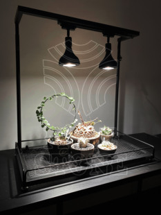 milestone 日式块根植物架桌面绿植爬藤盆栽潮流摆件龟甲龙龙舌兰