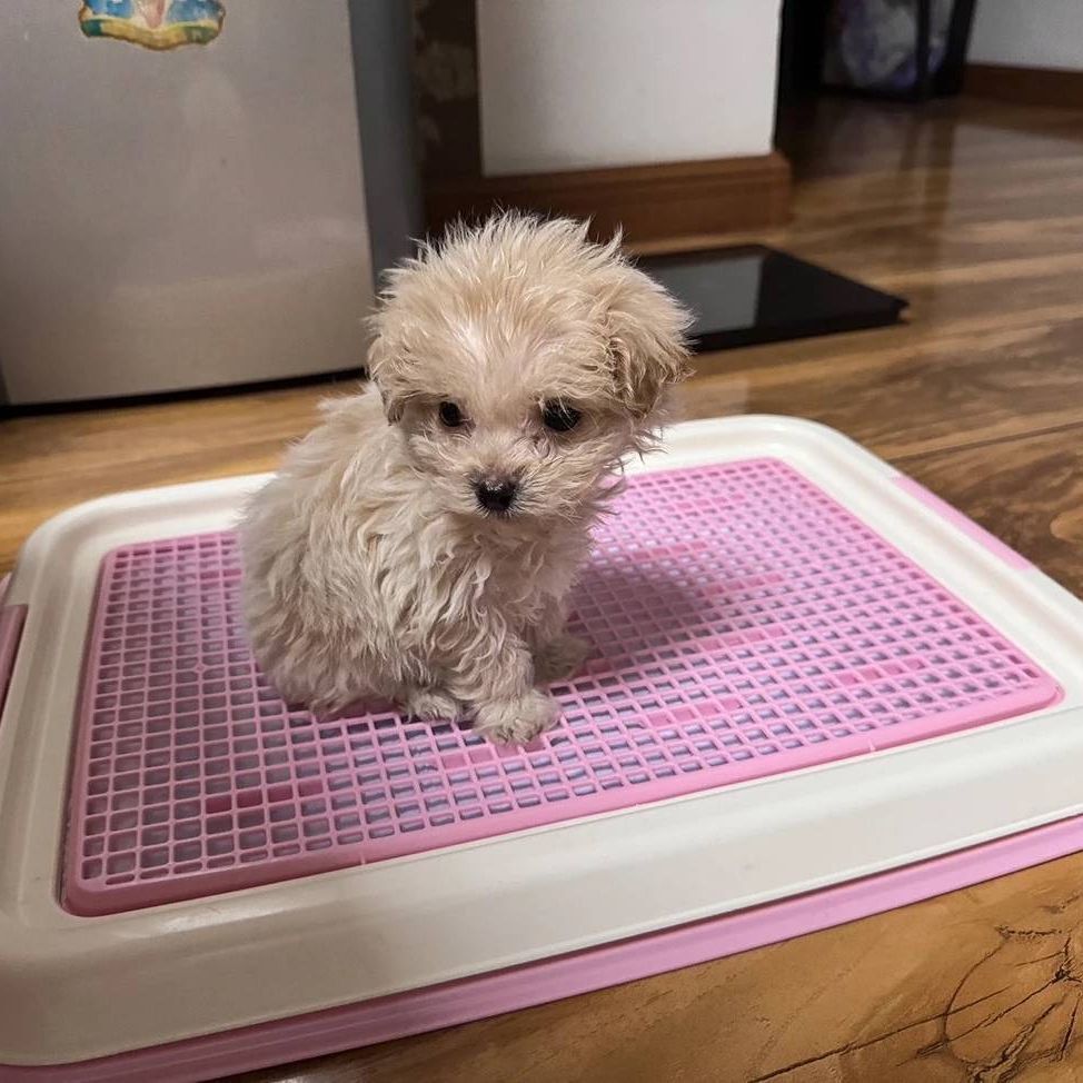 爱丽丝狗狗厕所便便器宠物便盆网格小型犬小狗爱丽思平板式狗厕所