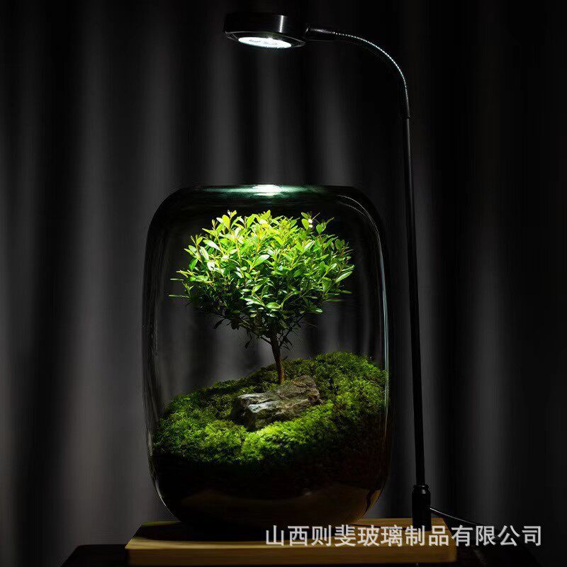 创意桌面苔藓微景观造景