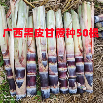 正宗广西黑皮甘蔗种子水果种种籽红皮甘蔗种苗紫皮甘蔗苗50根