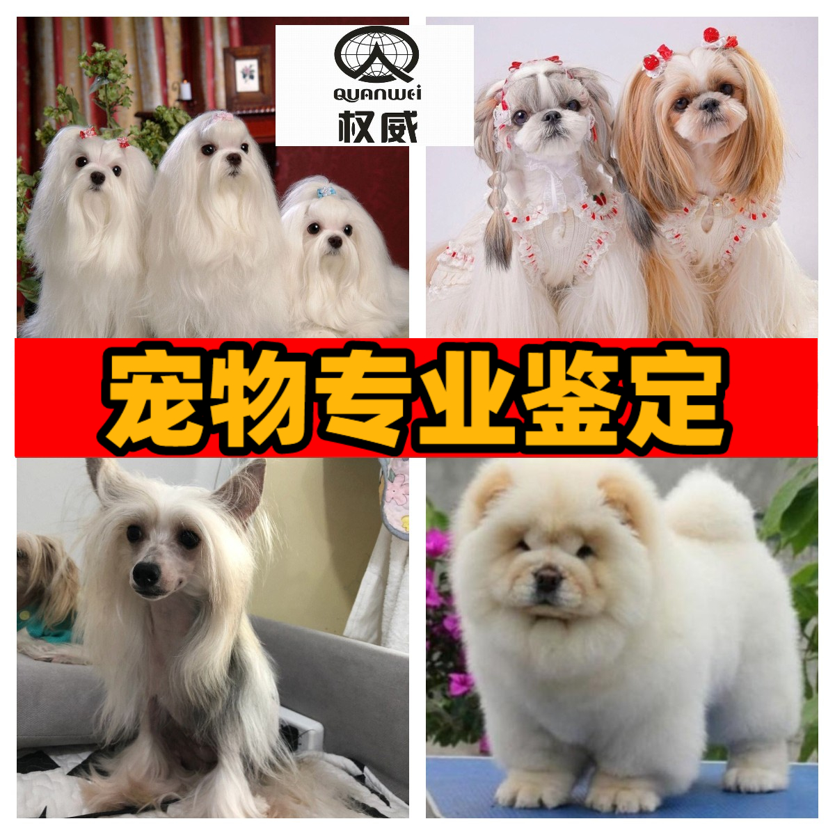 马尔济斯犬西施犬冠毛犬松狮犬性别价格年龄品相品种专业鉴别狗狗-封面