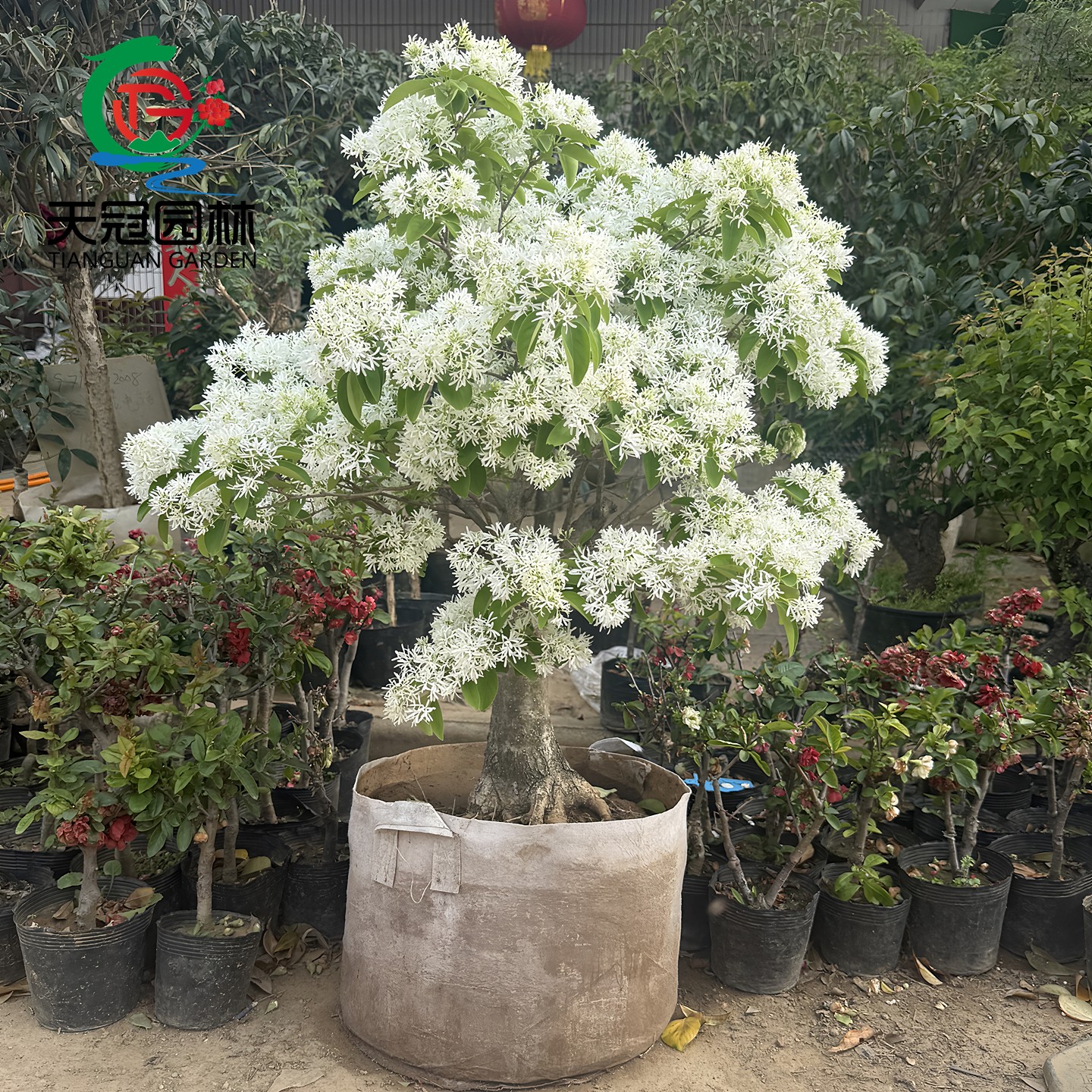 流苏树苗小苗别墅绿化大型风景树