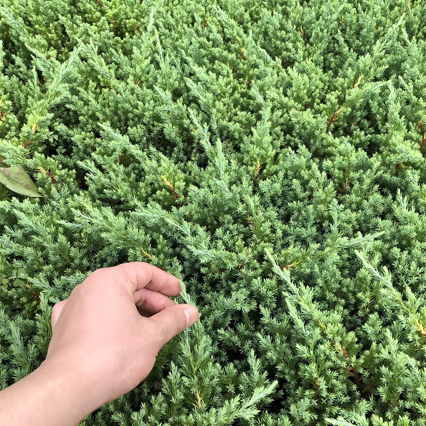 地柏树苗松柏盆景造型素材铺地柏