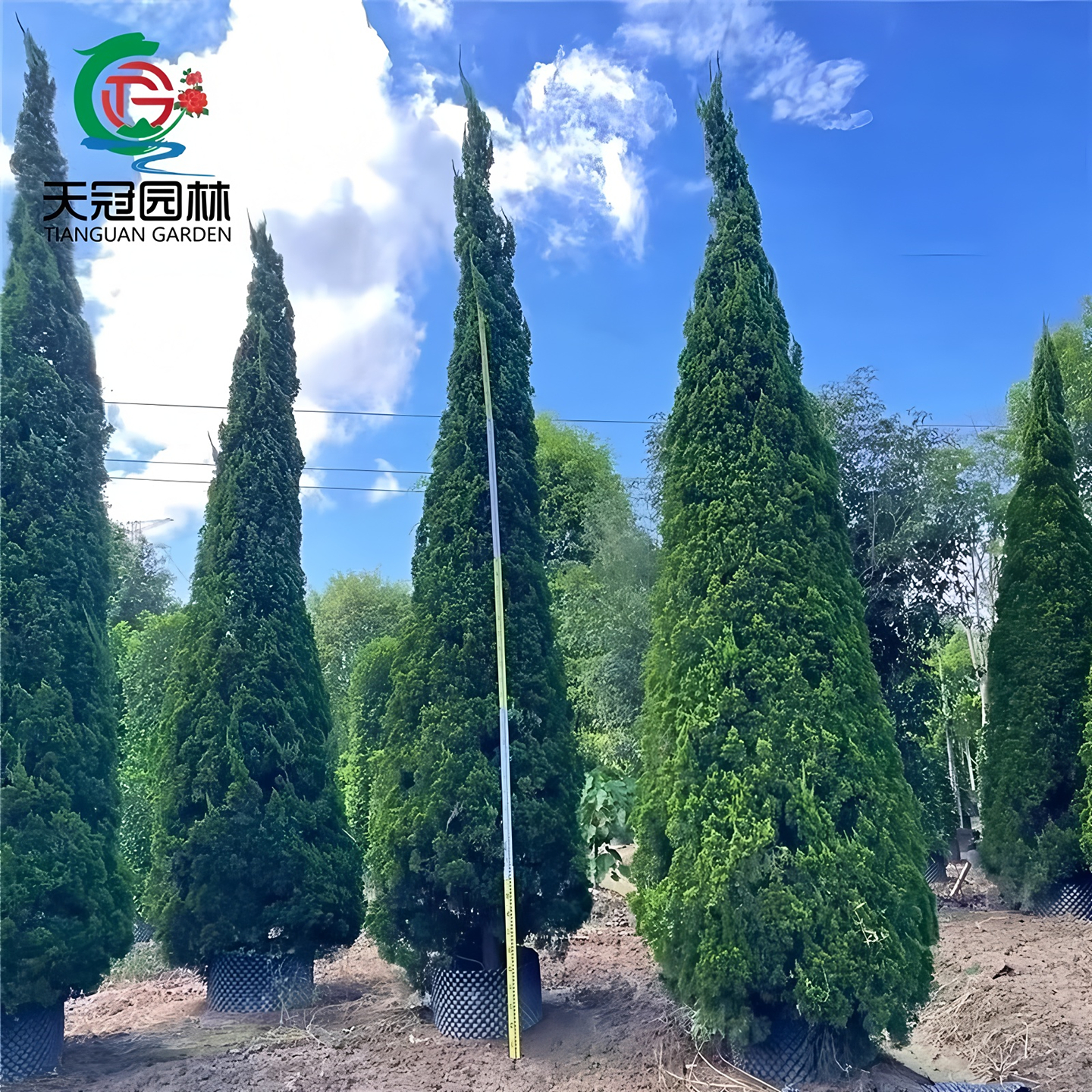 龙柏树苗塔柏小苗四季常青工程苗
