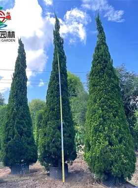 龙柏树苗四季常青耐寒绿化工程苗蜀块塔松桧柏侧柏墓地松塔柏小苗