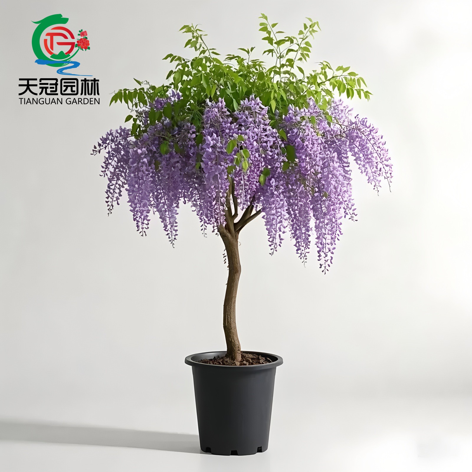 紫藤树苗地栽盆栽爬藤苗庭院绿化