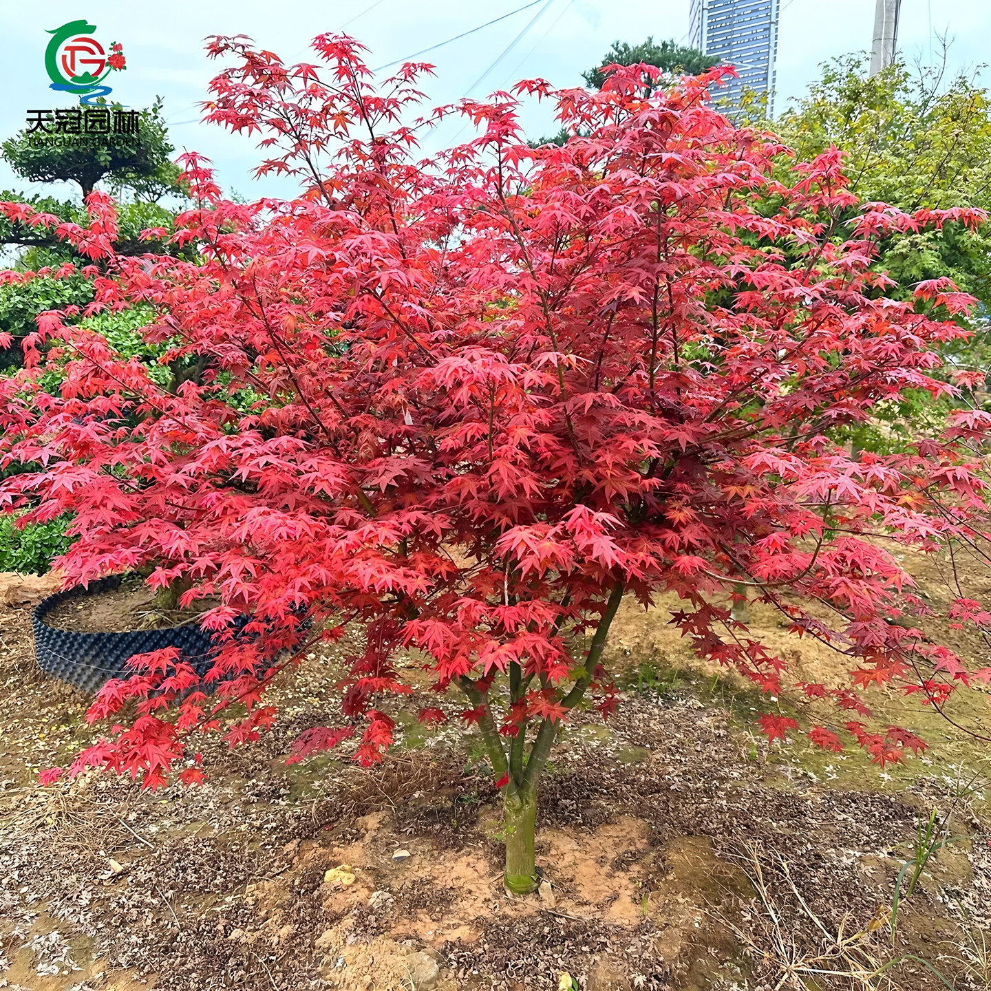 日本红舞姬枫树苗盆栽彩叶风景树图片