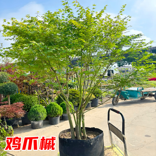鸡爪槭枫树苗庭院大型绿化风景树