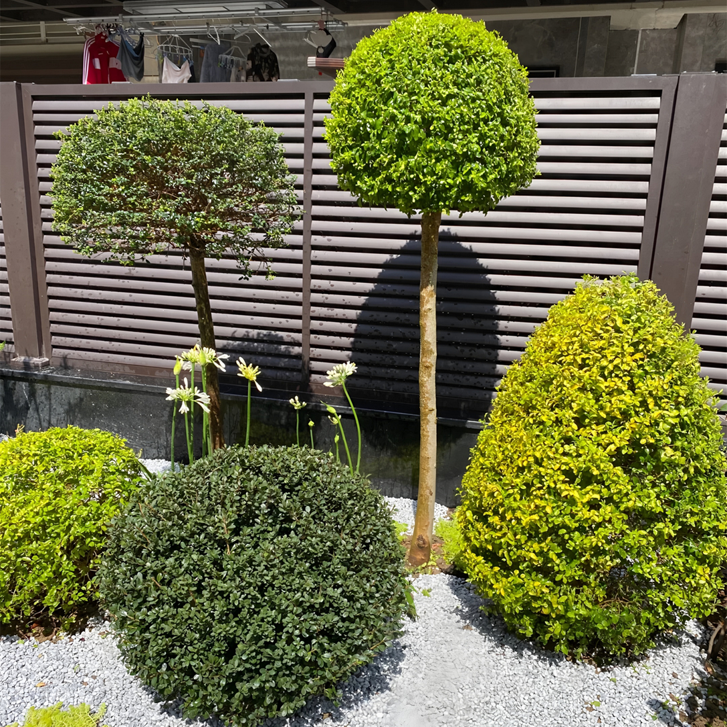 亮晶女贞棒棒糖树苗庭院四季常青花境造景塔形球形绿化苗木造型树
