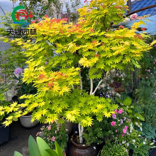 约旦枫树苗盆栽日本红枫流泉枫品种枫树庭院风景树植物彩色黄金枫