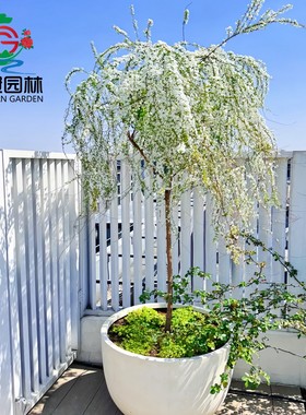 雪柳植物喷雪花苗盆栽花卉绿植珍珠梅绣线菊大苗鲜枝条雪梅花树苗