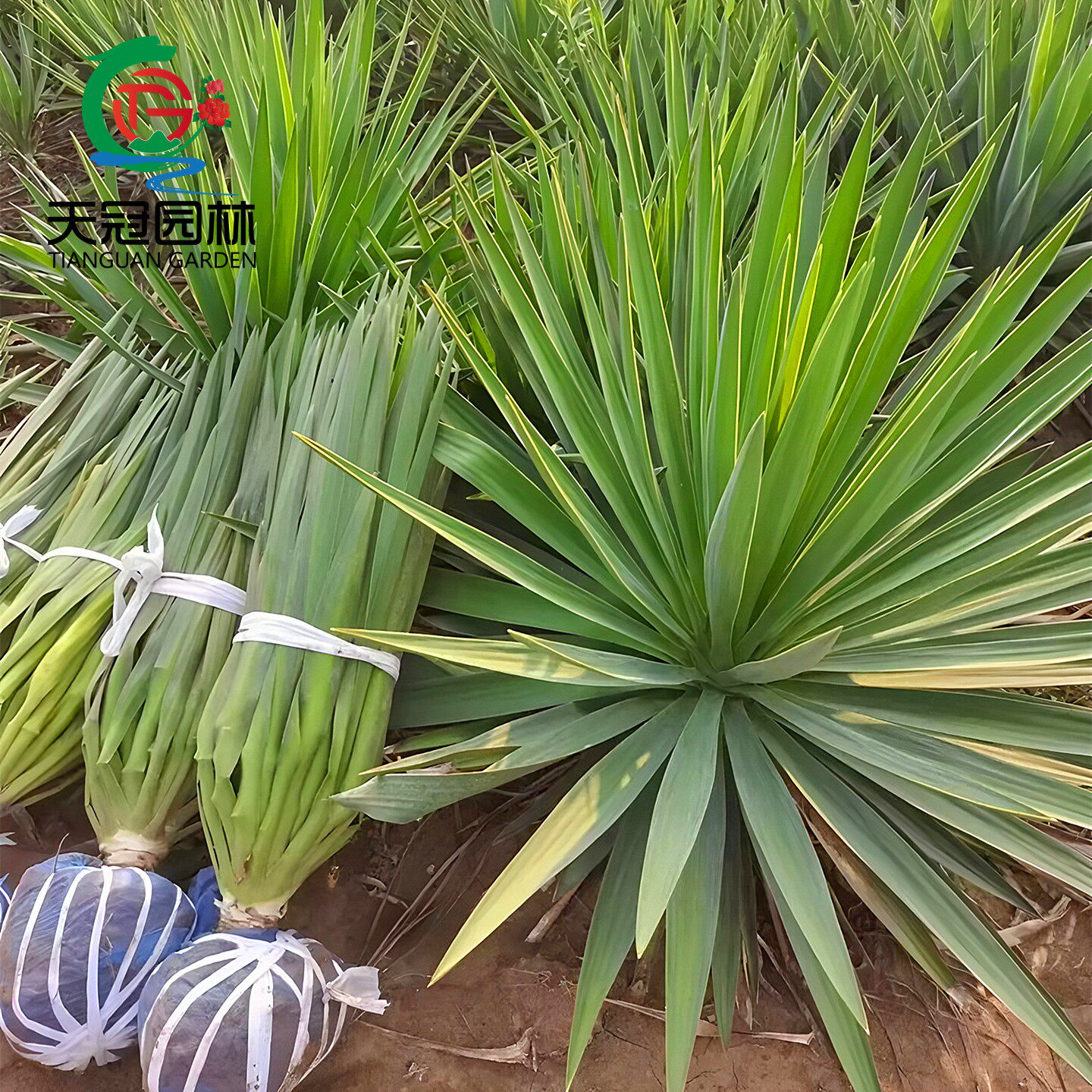 剑麻树苗庭院常绿花境植物丝兰苗