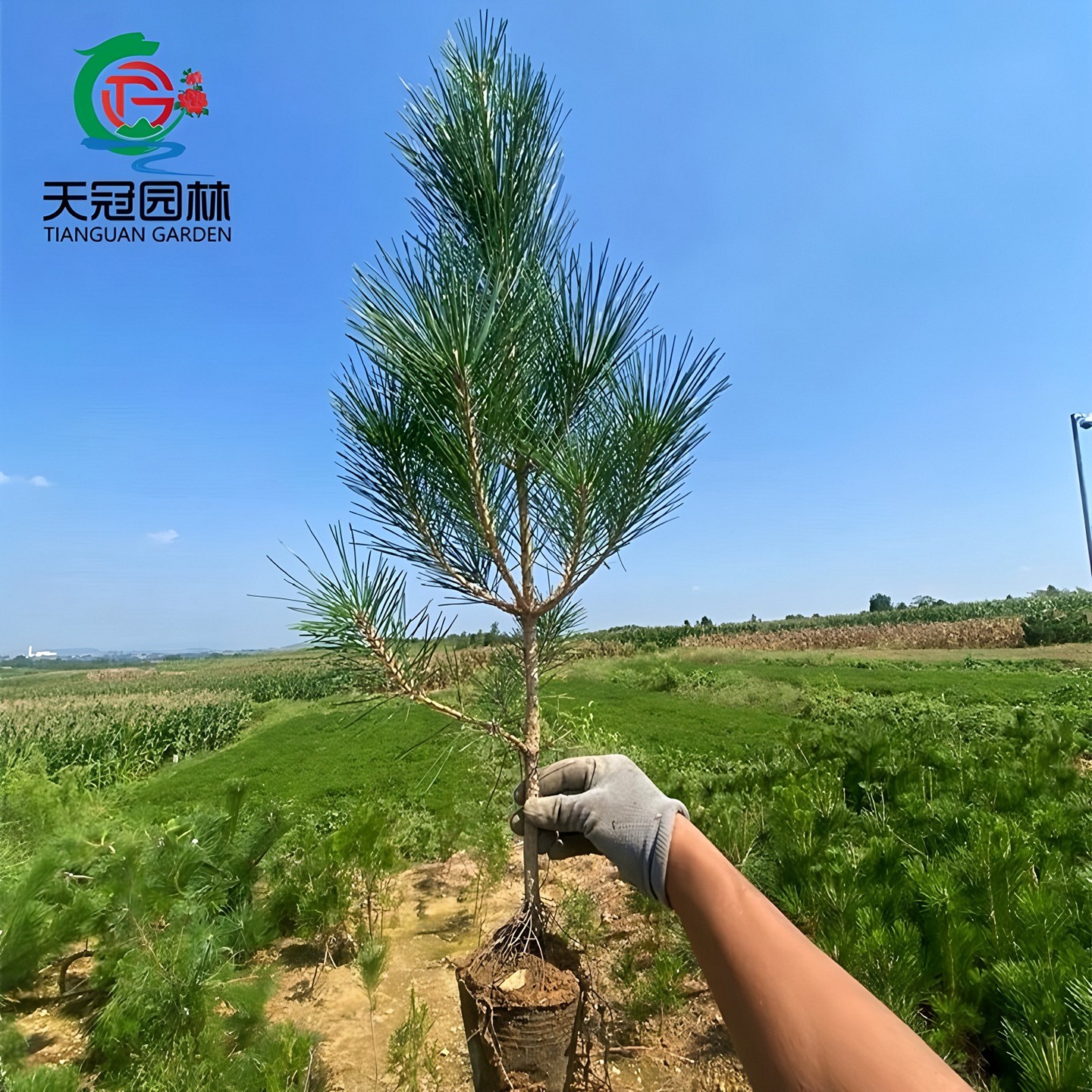 黑松树苗基地直销四季常青行道树