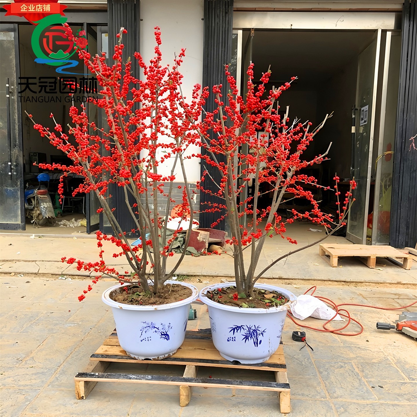 北美冬青盆栽苗带果欧洲红果活树