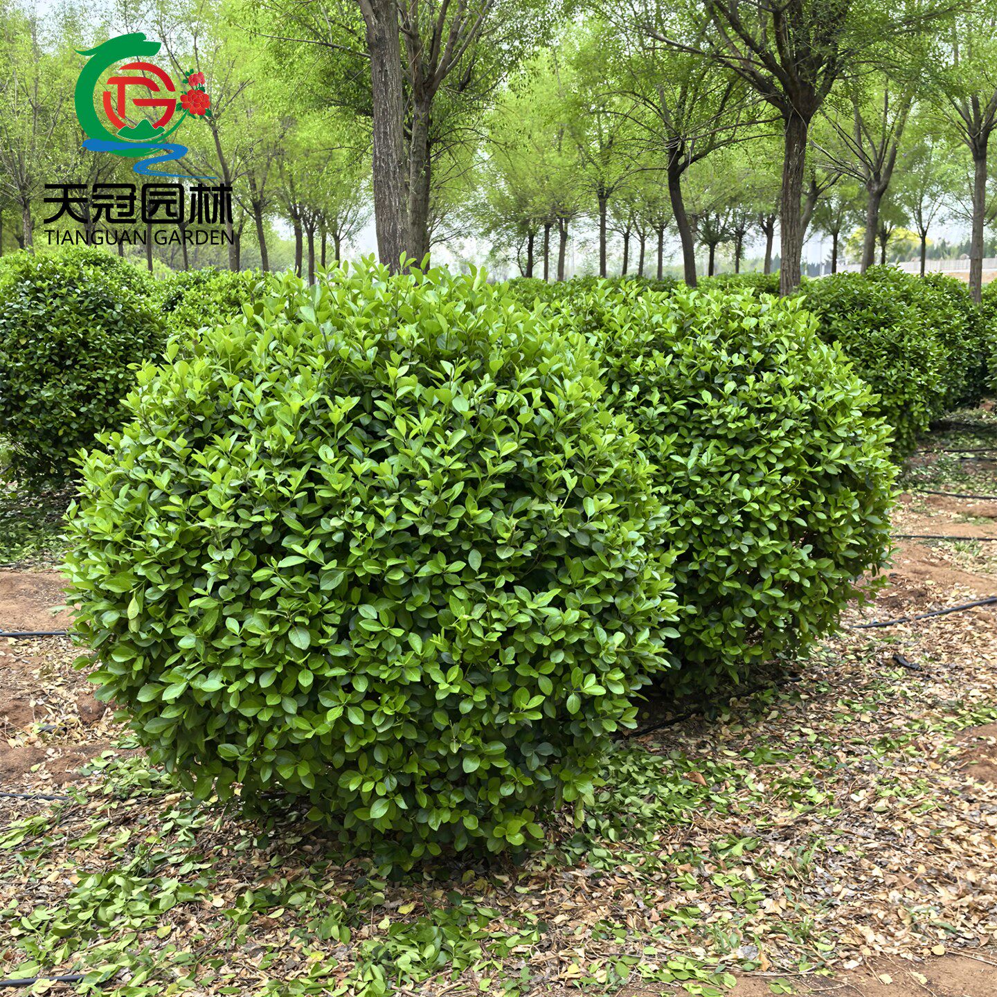 卫矛球树苗庭院耐寒四季常青绿化风景树篱笆墙植物卫矛冬青球小苗