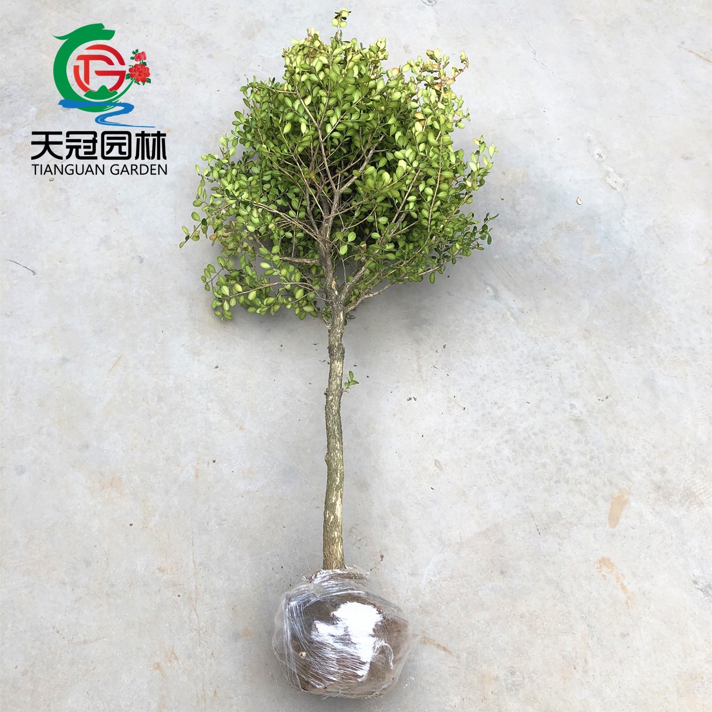 独杆黄杨树苗小叶瓜子黄杨带土球