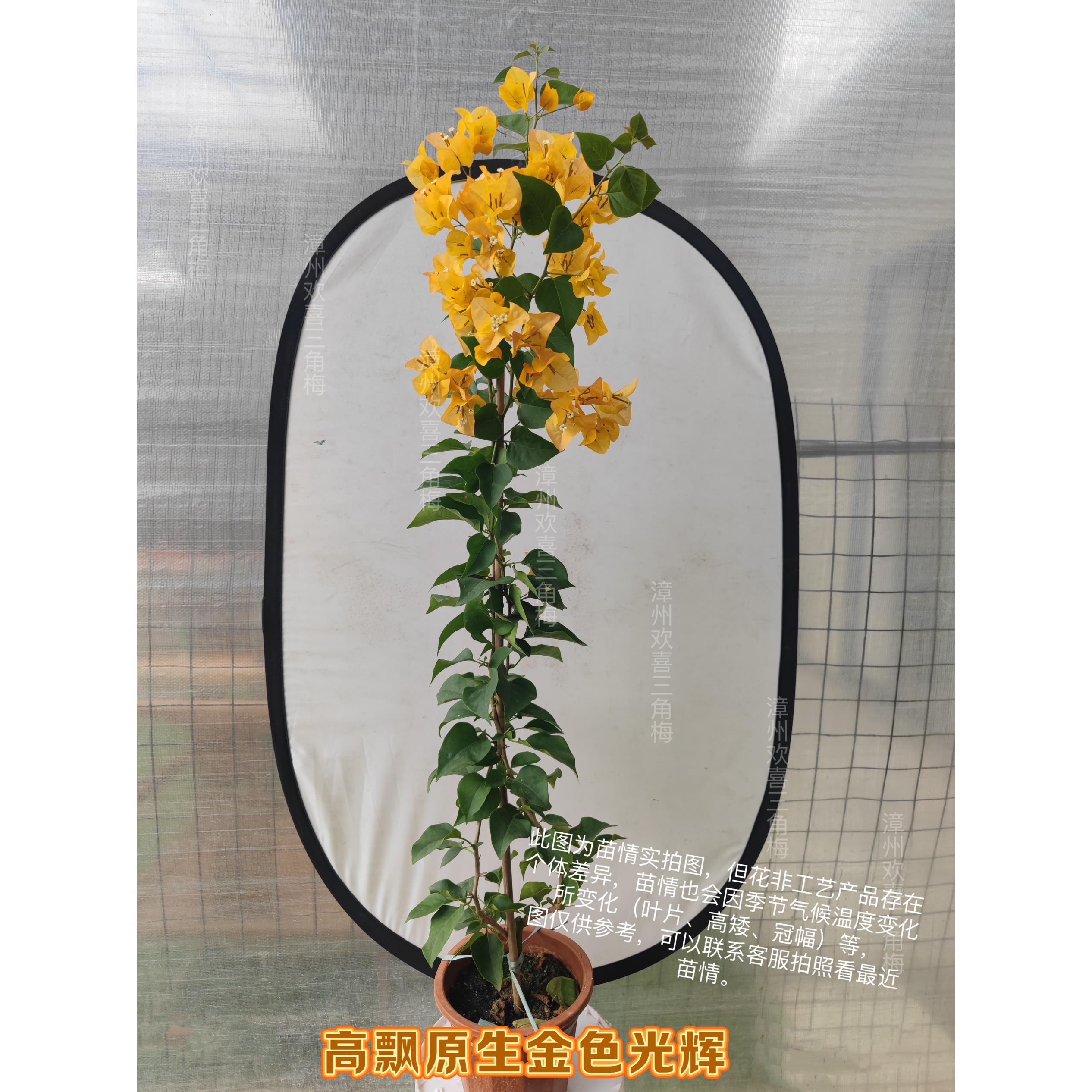金色光辉三角梅四季开花超勤花阳台庭院爬藤黄色复古色渐变品种